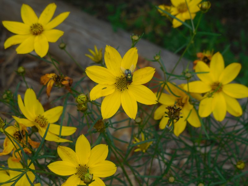 MOUCHE VERTE sur COREOPSIS.  les mouches sont les héros méconnus de la pollinisation  Photo prise dans le jardin le 11 juillet. REMI JAYAT